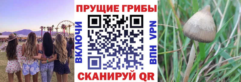 блэк спрут зеркало Кушва Галлюциногенные грибы Magic Shrooms